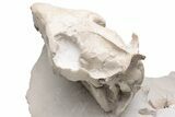Fossil Oreodont (Merycoidodon) Skull with Associated Bones #232219-5
